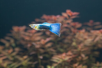 Gupik pawie oczko (Poecilia reticulata) 