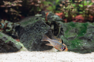 Pielęgniczka Ramireza (Mikrogeophagus ramirezi)