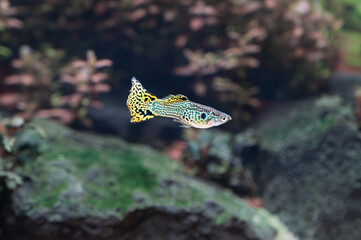 Gupik pawie oczko (Poecilia reticulata) 