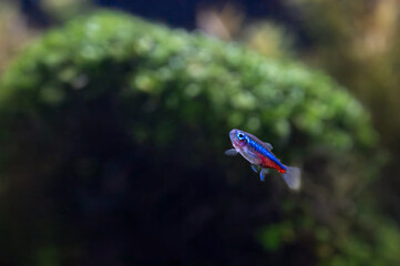 Neon zielony (Paracheirodon simulans)