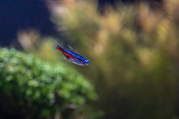 Neon zielony (Paracheirodon simulans)