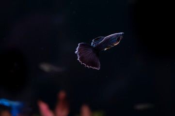 Gupik pawie oczko (Poecilia reticulata) 