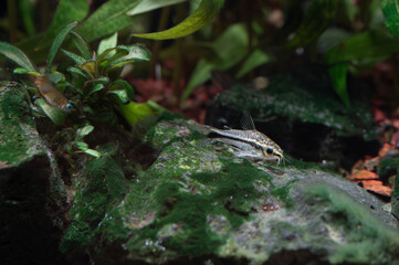 Kirysek Pigmej (Corydoras pygmaeus)