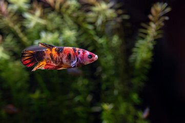 Bojownik (Betta)