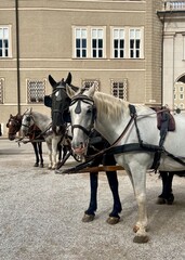 Black, brown and white horses in portrait, taking a break, waiting for a new load, customers - Fiaker, horse-drawn carriage