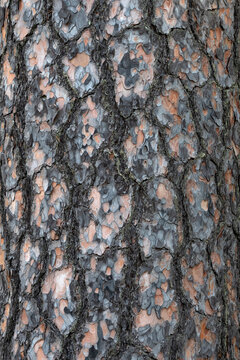 Pine tree bark texture background. Close up view.