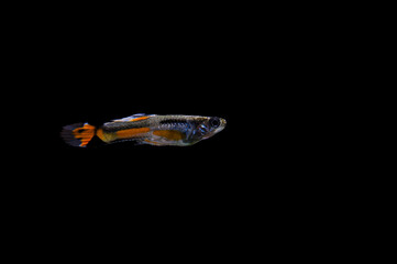 Gupik endlera (Poecilia wingei)