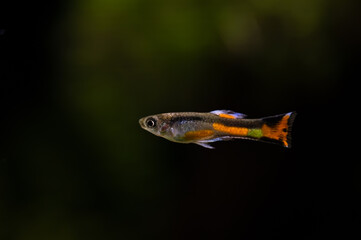 Gupik endlera (Poecilia wingei)