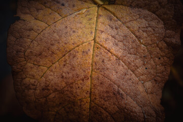 brown autumn leaf macro closeup