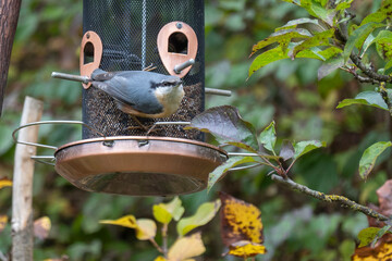 Kleiber mit schwarzen Augenlinie am Vogelfutterhaus