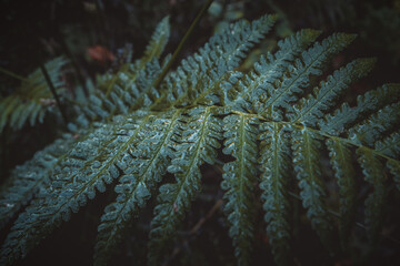 green fern with a dew on it