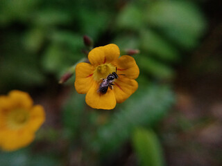 bee on flower