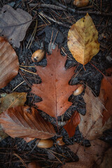 composition of oak leaf with foliage in the background