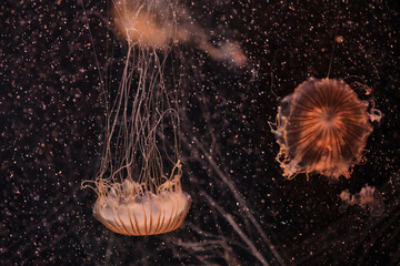 Graceful jellyfish with long, flowing tentacles drifting in dark water, creating serene scene.