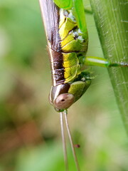 dragonfly on a branch