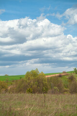 Panorama of the landscape. forest area. forest clearing. Beautiful forest. blue sky with beautiful clouds. with summer flowers. park area.	