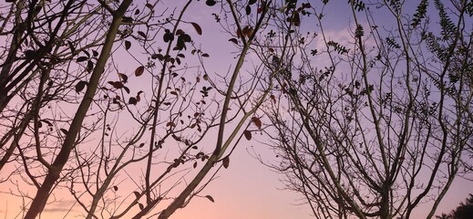 sunset in the forest in winter