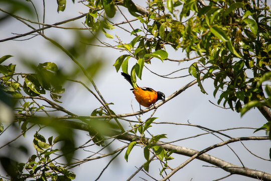 The corrupi&atilde;o, also known as concriz, sofr&ecirc;, sujo or xofreu, is a species of bird in the Icteridae family. It is an endemic species of Brazil. Its song is very melodious and it has the remarkable abil