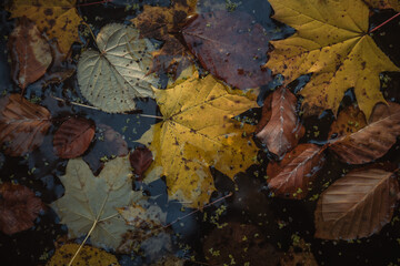 fallen leaves on the water