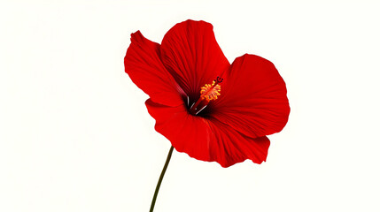A vibrant red hibiscus flower against a white background, showcasing its beauty and detail.