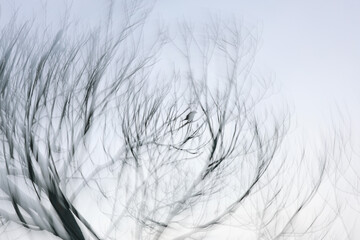 Obraz premium feather in the sky