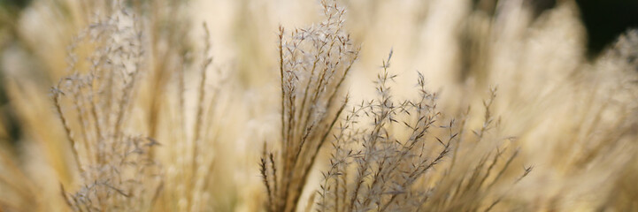 Fototapeta premium A field of dry grass with some brown leaves scattered throughout. The grass is tall and the leaves are dry and brown, giving the scene a somewhat desolate and barren appearance