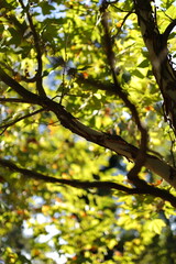Obraz premium A tree branch is shown in a bright green color. The sunlight is shining on the branch, making it look very lively and full of life