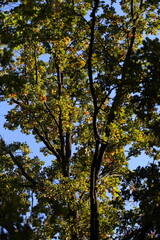 Obraz premium A tree with leaves is in the foreground and the sky is blue. The leaves are green and yellow