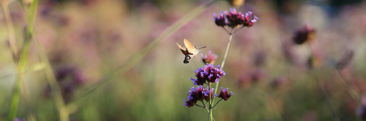 A butterfly is flying over a field of purple flowers. Concept of freedom and beauty, as the butterfly gracefully moves through the air, surrounded by the vibrant colors of the flowers