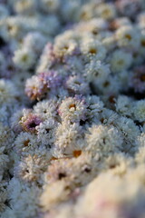 A close up of a bunch of white flowers with a few pink flowers mixed in. The flowers are wilted and drooping, giving the image a sad and melancholic mood