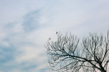 tree in the sky