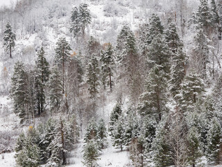 Winter landscape of Fir Three Forest in Mountains. Christmas Background