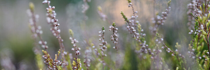 A field of flowers with a few brown stems. The flowers are white and the stems are green