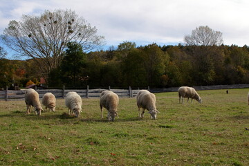 Obraz premium Sheep eat grass in a field.