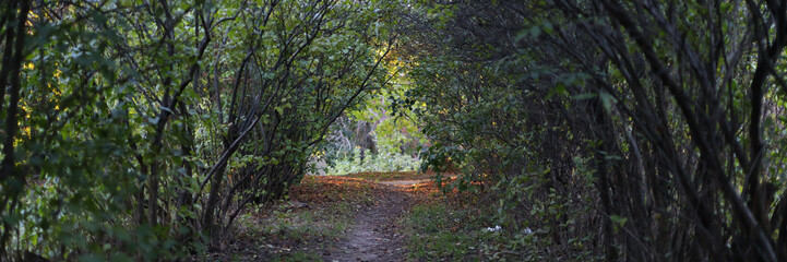 Fototapeta premium A path through a forest with trees on either side. The path is narrow and the trees are tall