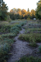 A path through a field of grass and weeds. The grass is tall and the weeds are scattered throughout the field. The sky is a light blue color