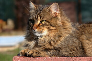 Obraz premium Domestic cat.