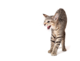 Scarred kitten with hunched or arched back hissing or growling. Kitty cat with fearful or startled...