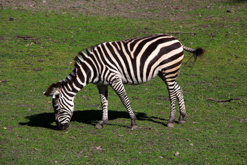 Obraz premium Grazing zebra on green grass.