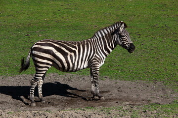 Grazing zebra on green grass.