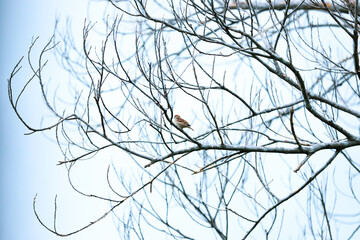 branches in snow