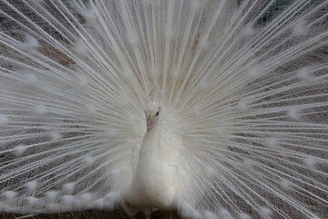 Obraz premium Elegant White Peacock Displaying Its Magnificent Feathers