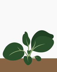 Small plant with green leaves and branches, illustration