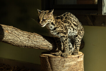 A feline beast ocelot climbing a tree trunk with a dark background.(Leopardus pardalis)