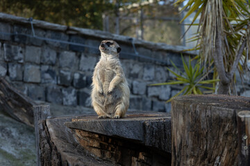Meerkat standing on a wooden stump with a stone wall in the background. (Suricata suricatta)