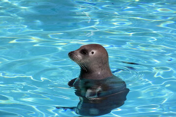 Obraz premium A lonely seal