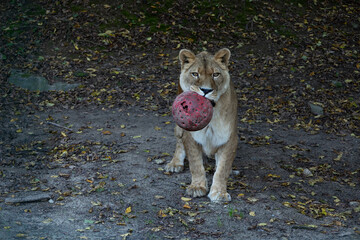 A view of a lion with a chewed red ball in its mouth. (Panthera leo)    
