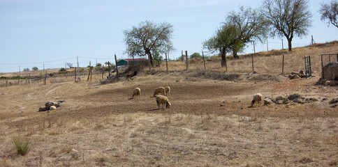 ovelhas no campo