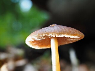Pilz im Wald als Makro mit unscharfem Hintergrund