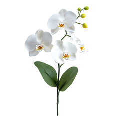 Phalaenopsis Orchid white isolated on transparent background